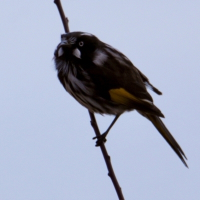 Phylidonyris novaehollandiae (New Holland Honeyeater) at Lake Sambell Reserve - 1 Jul 2022 by PaulF