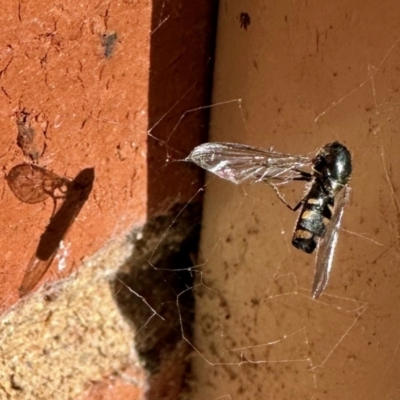 Melangyna viridiceps (Hover fly) at Aranda, ACT - 29 Jul 2023 by KMcCue