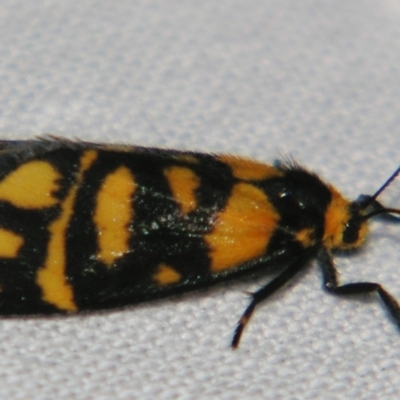 Asura lydia (Lydia Lichen Moth) at Sheldon, QLD - 11 May 2007 by PJH123