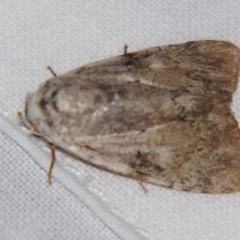 Barasa cymatistis (Nolinae) at Sheldon, QLD - 11 May 2007 by PJH123