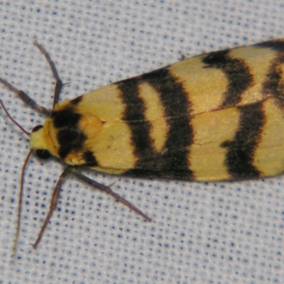 Chiriphe equidistans (A Tiger moth) at Sheldon, QLD - 11 May 2007 by PJH123