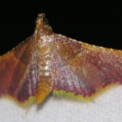 Endotricha mesenterialis (A Pyralid moth) at Sheldon, QLD - 11 May 2007 by PJH123