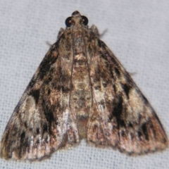 Salma cholica (A Pyralid moth) at Sheldon, QLD - 11 May 2007 by PJH123