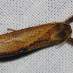 Fraus crocea at Sheldon, QLD - suppressed
