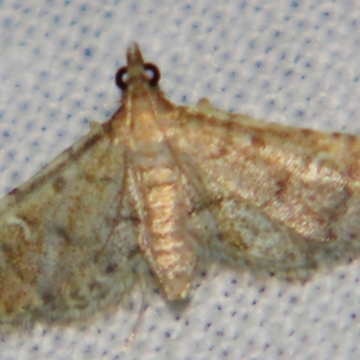 Metasia capnochroa (Smokey Metasia Moth) at Sheldon, QLD - 11 May 2007 by PJH123