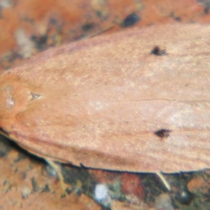 Euprionocera geminipuncta at suppressed - 11 May 2007