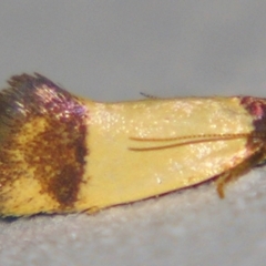 Oecophoridae (family) (Unidentified Oecophorid concealer moth) at Sheldon, QLD - 11 May 2007 by PJH123