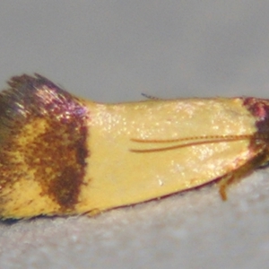 Oecophoridae (family) at Sheldon, QLD - suppressed