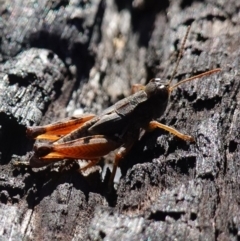 Phaulacridium vittatum (Wingless Grasshopper) at Namadgi National Park - 10 May 2023 by RobG1