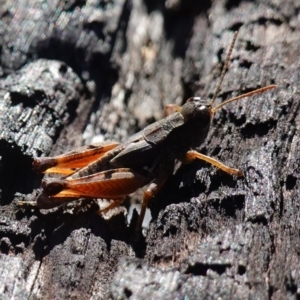 Phaulacridium vittatum at Rendezvous Creek, ACT - 10 May 2023 10:46 AM