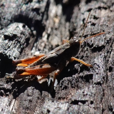Phaulacridium vittatum (Wingless Grasshopper) at Rendezvous Creek, ACT - 10 May 2023 by RobG1