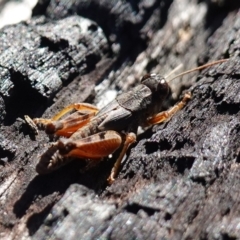 Phaulacridium vittatum at Rendezvous Creek, ACT - 10 May 2023