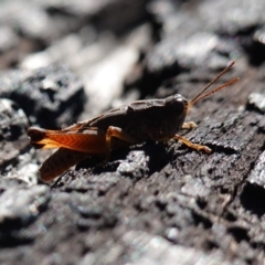 Phaulacridium vittatum at Rendezvous Creek, ACT - 10 May 2023