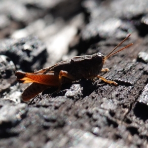 Phaulacridium vittatum at Rendezvous Creek, ACT - 10 May 2023