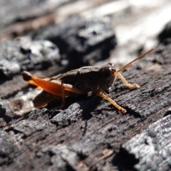 Phaulacridium vittatum at Rendezvous Creek, ACT - 10 May 2023