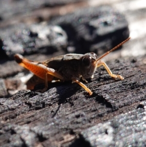 Phaulacridium vittatum at Rendezvous Creek, ACT - 10 May 2023