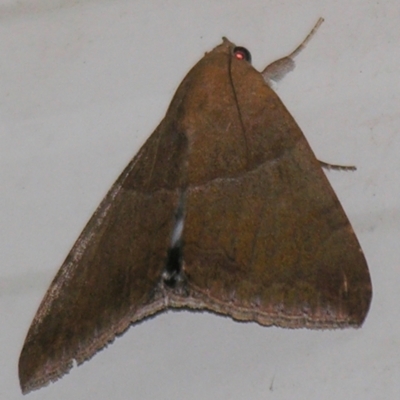 Achaea (genus) (Calpinae) at Sheldon, QLD - 18 May 2007 by PJH123