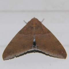 Achaea (genus) at suppressed - suppressed