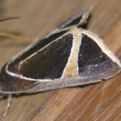 Agamana conjungens (Calpinae) at Sheldon, QLD - 18 May 2007 by PJH123