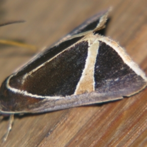Agamana conjungens at Sheldon, QLD - suppressed