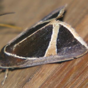 Agamana conjungens at Sheldon, QLD - 18 May 2007