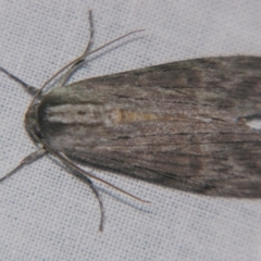 Capusa (genus) (Wedge moth) at Sheldon, QLD - 18 May 2007 by PJH123
