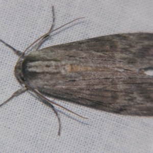 Capusa (genus) at Sheldon, QLD - suppressed