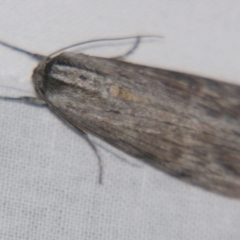 Capusa (genus) at Sheldon, QLD - suppressed