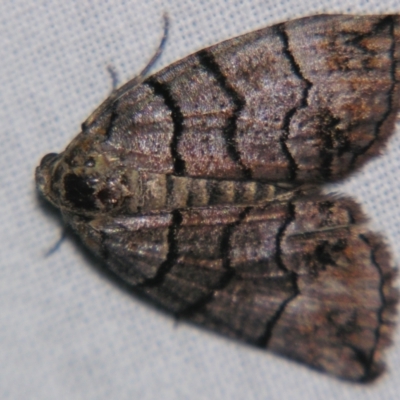 Dysbatus (genus) (A Line Geometrid.) at Sheldon, QLD - 18 May 2007 by PJH123