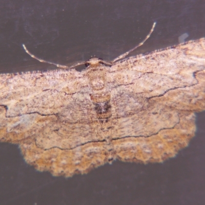 Ectropis excursaria (Common Bark Moth) at Sheldon, QLD - 18 May 2007 by PJH123