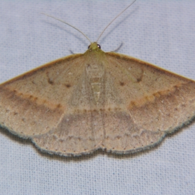 Unidentified Geometer moth (Geometridae) at Sheldon, QLD - 18 May 2007 by PJH123