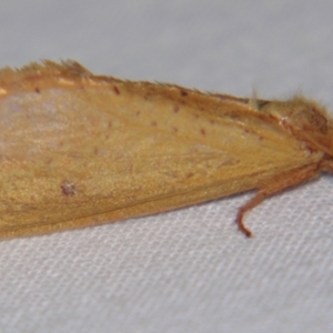 Fraus crocea at Sheldon, QLD - 18 May 2007