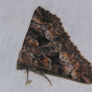 Gastrina cristaria at Sheldon, QLD - suppressed