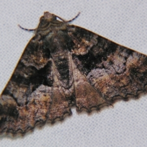 Gastrina cristaria at Sheldon, QLD - suppressed