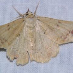 Aeolochroma quadrilinea (A Geometer moth) at Sheldon, QLD - 18 May 2007 by PJH123