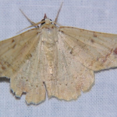 Aeolochroma quadrilinea (A Geometer moth) at Sheldon, QLD - 18 May 2007 by PJH123