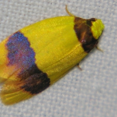 Heterallactis euchrysa (Lithosiinae) at Sheldon, QLD - 18 May 2007 by PJH123