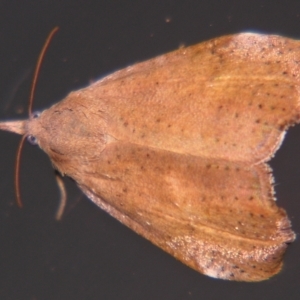 Hyblaea ibidias at Sheldon, QLD - suppressed