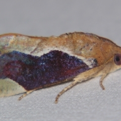 Hypocala guttiventris (A Noctuid moth (Erebidae)) at Sheldon, QLD - 18 May 2007 by PJH123