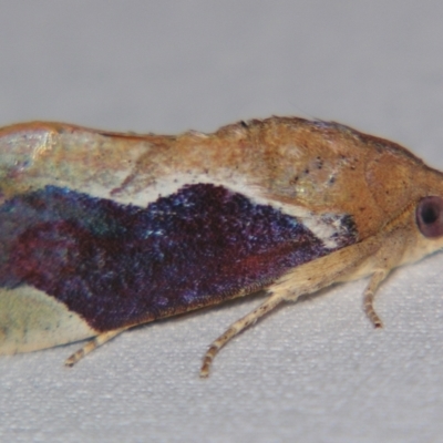 Hypocala guttiventris (A Noctuid moth (Erebidae)) at Sheldon, QLD - 18 May 2007 by PJH123
