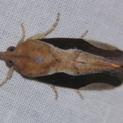 Hypocala guttiventris at Sheldon, QLD - suppressed
