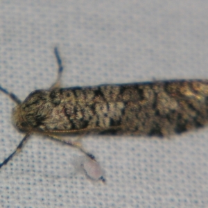 Lepidoscia euryptera at Sheldon, QLD - suppressed