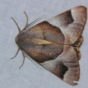 Niceteria macrocosma at Sheldon, QLD - suppressed