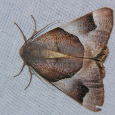 Niceteria macrocosma (Showy Geometrid) at Sheldon, QLD - 18 May 2007 by PJH123