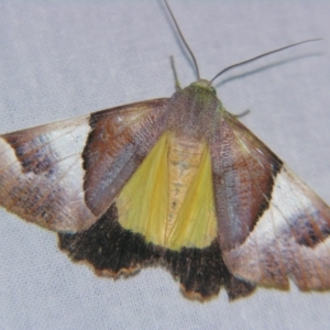 Niceteria macrocosma at Sheldon, QLD - suppressed