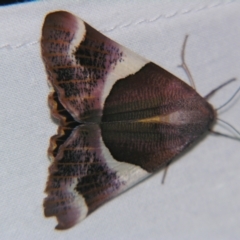 Niceteria macrocosma at Sheldon, QLD - suppressed