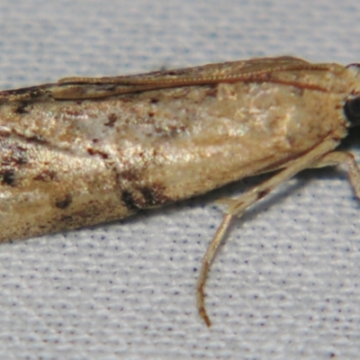Lophothoracia (genus) (A Pyralid moth (Phyccitinae)) at Sheldon, QLD - 18 May 2007 by PJH123