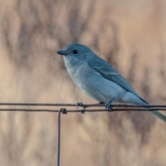 Pachycephala pectoralis (Golden Whistler) at Cooleman Ridge - 29 Jul 2023 by Chris Appleton