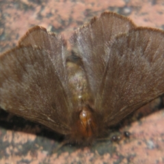 Panacela (genus) (A Monkey moth (Eupteroridae fam.)) at Sheldon, QLD - 18 May 2007 by PJH123