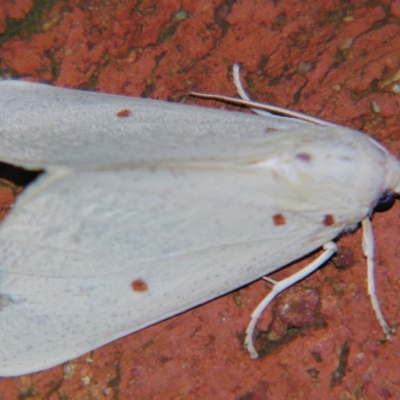 Plesanemma fucata (Lemon Gum Moth) at Sheldon, QLD - 18 May 2007 by PJH123